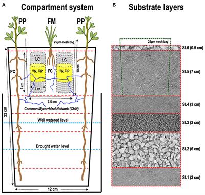 Finger Millet Growth and Nutrient Uptake Is Improved in Intercropping With Pigeon Pea Through “Biofertilization” and “Bioirrigation” Mediated by Arbuscular Mycorrhizal Fungi and Plant Growth Promoting Rhizobacteria